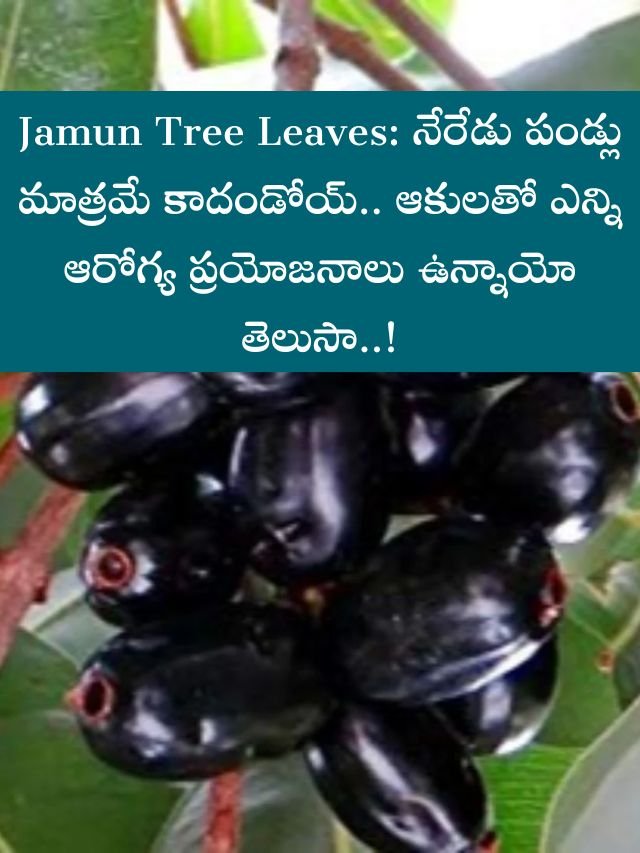 Jamun Tree Leaves