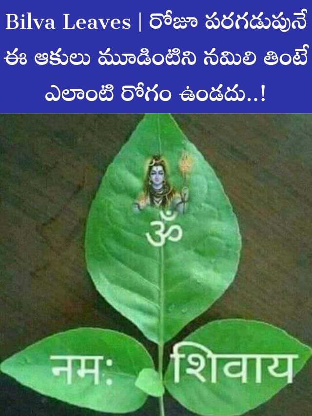 Bilva Leaves